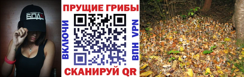 где можно купить Петровск Галлюциногенные грибы Cubensis